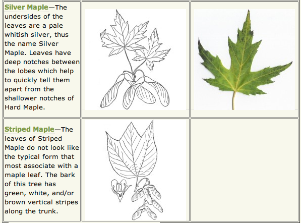 Tree Leaf Identification Chart